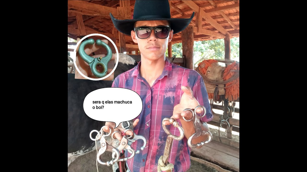 formiga para boi machuca?