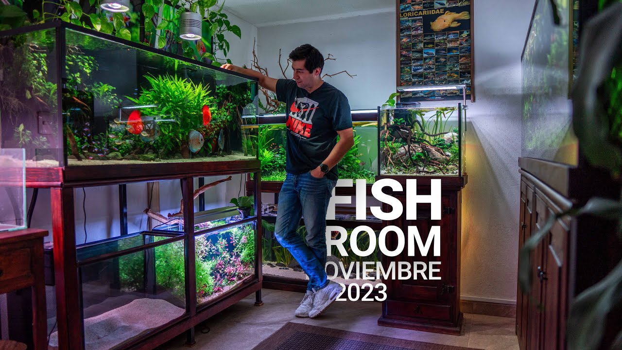 Todos los ACUARIOS del FISH ROOM | Actualización mensual de Noviembre