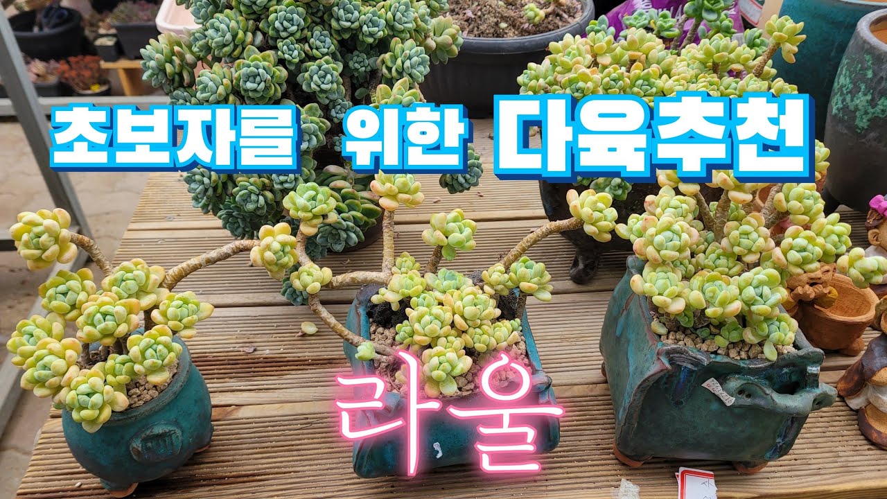 초보자를 위한 다육추천 라울