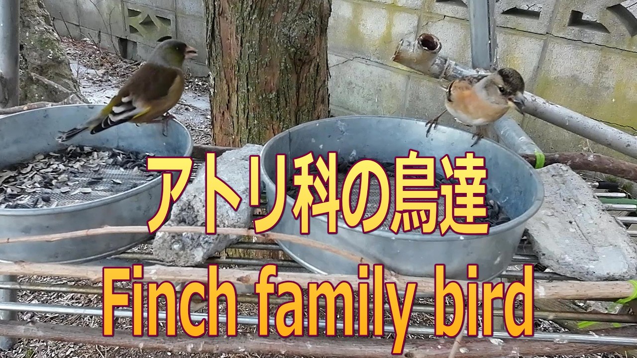 ３種類のアトリ科の野鳥　Finch family bird【野鳥越冬給餌】