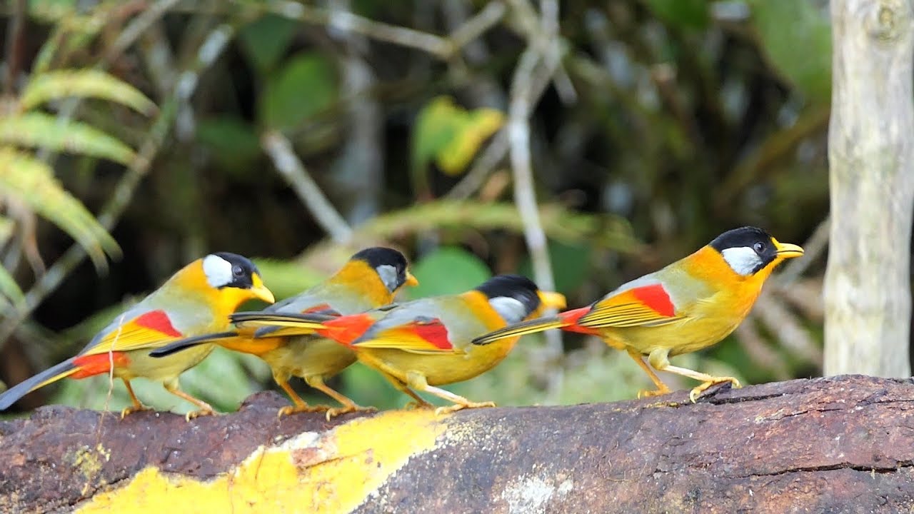 Birds of Malaysia: Fraser's Hill.
