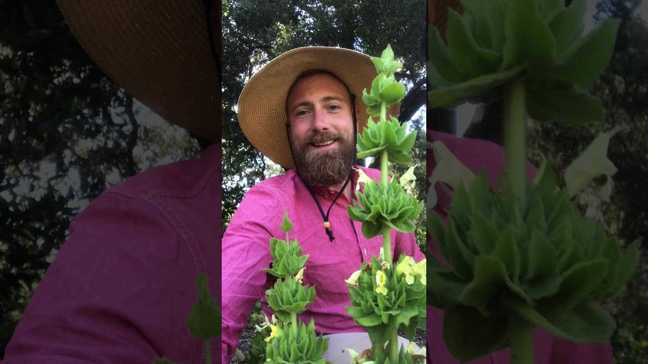 Joe Rothleutner and 'Avis Keedy' Hummingbird Sage