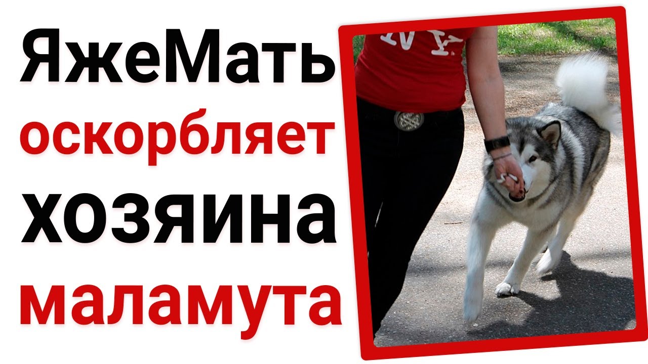 Яжемать оскорбляет хозяина маламута
