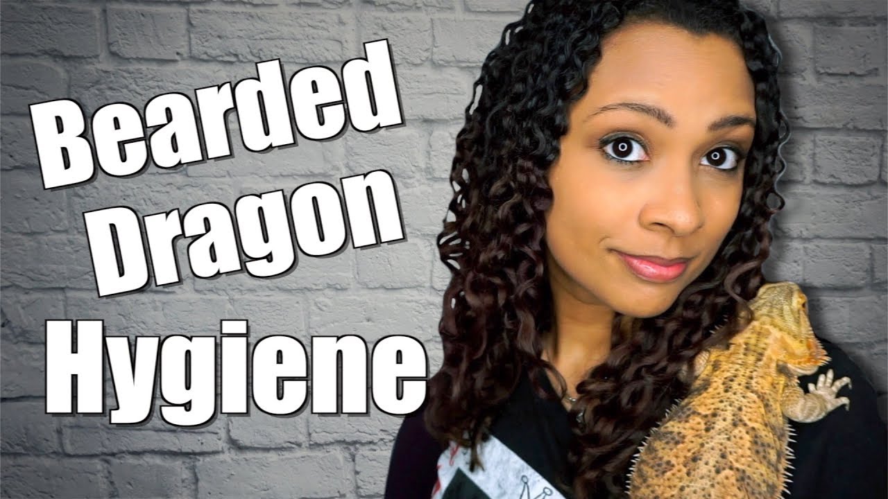 Bearded Dragon Hygiene