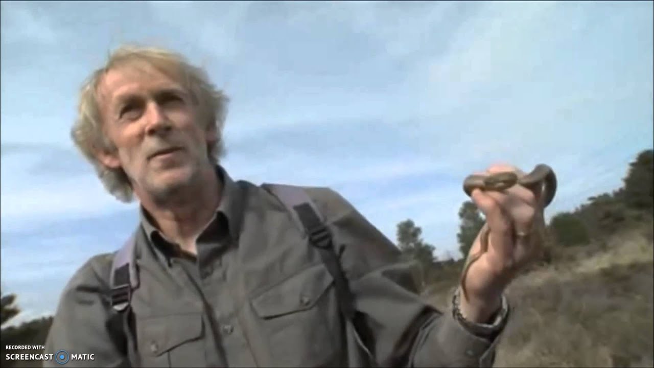 Smooth Snakes on Springwatch (2010)
