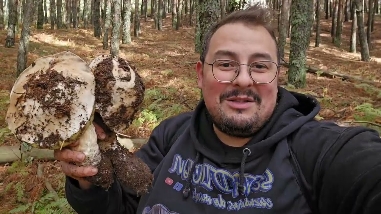 Por que nacen Los Boletus aereus, Boletus Pinicola, Boletus Aestivalis y Amanita Caesarea#Capitulo 4