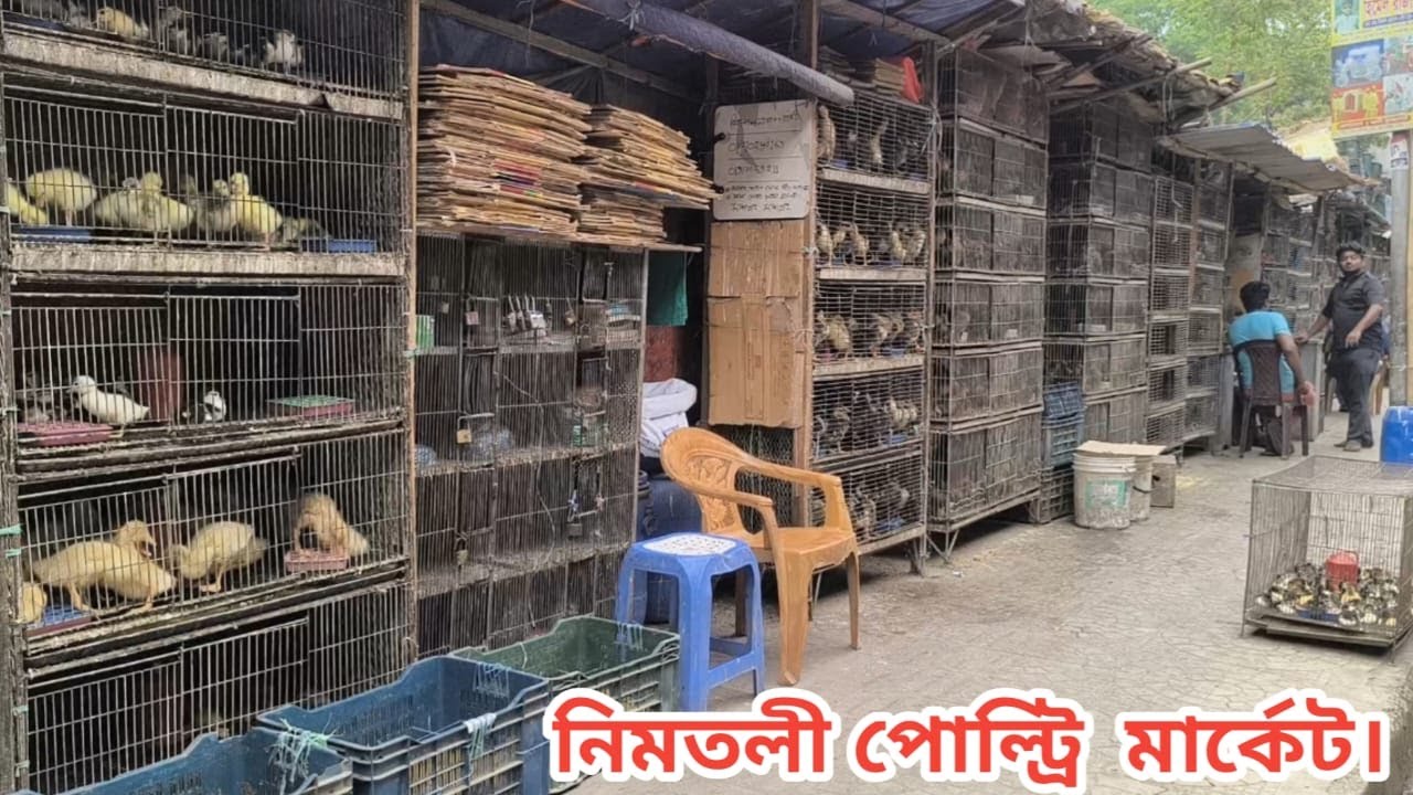 109 নিমতলি পোল্ট্রি মার্কেট। Nimtoli poultry market। BD Chasi Agro।