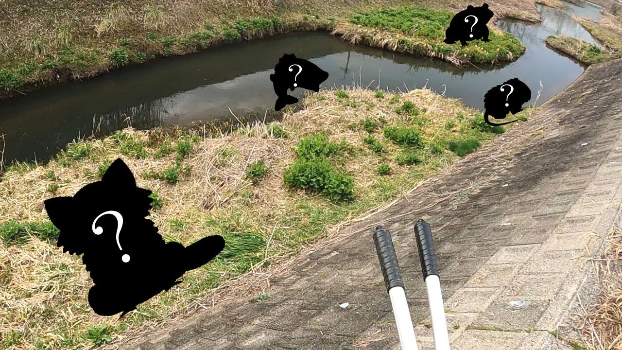 絶滅危惧種、日本固有種の宝庫の川に特定外来生物”達”が忍び寄る！？【琵琶湖ガサガサ探検記80（修正）】