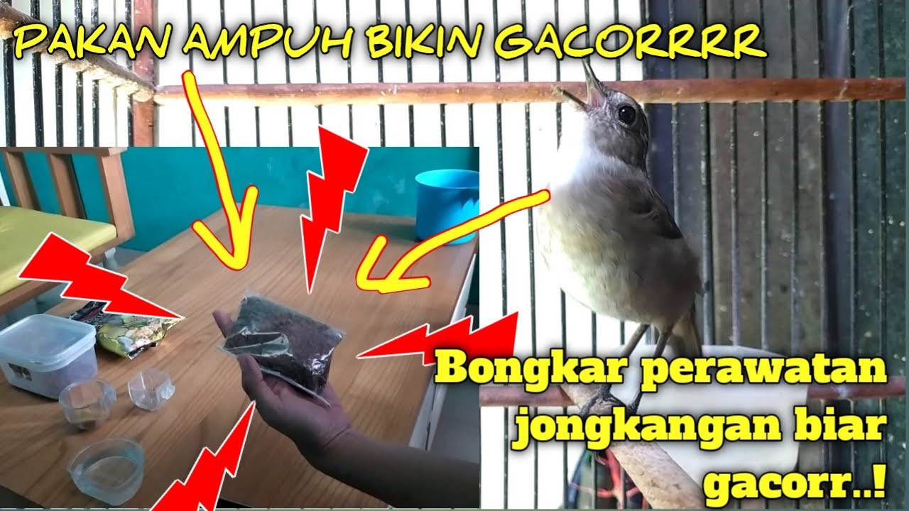 TIPS PAKAN DAN PERAWATAN HARIAN JONGKANGAN SUPAYA JADI GACOR