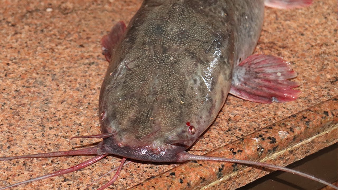 How to cook catfish / كيفية تنظيف سمك القرموط