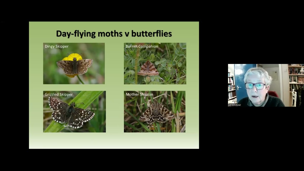 My moth journey by Liz Goodyear