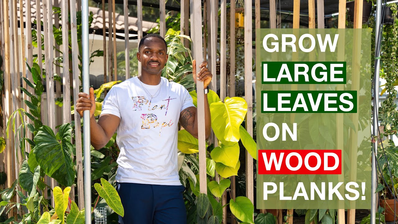 Grow your plants on WOOD PLANKS! | Ditch your moss pole!