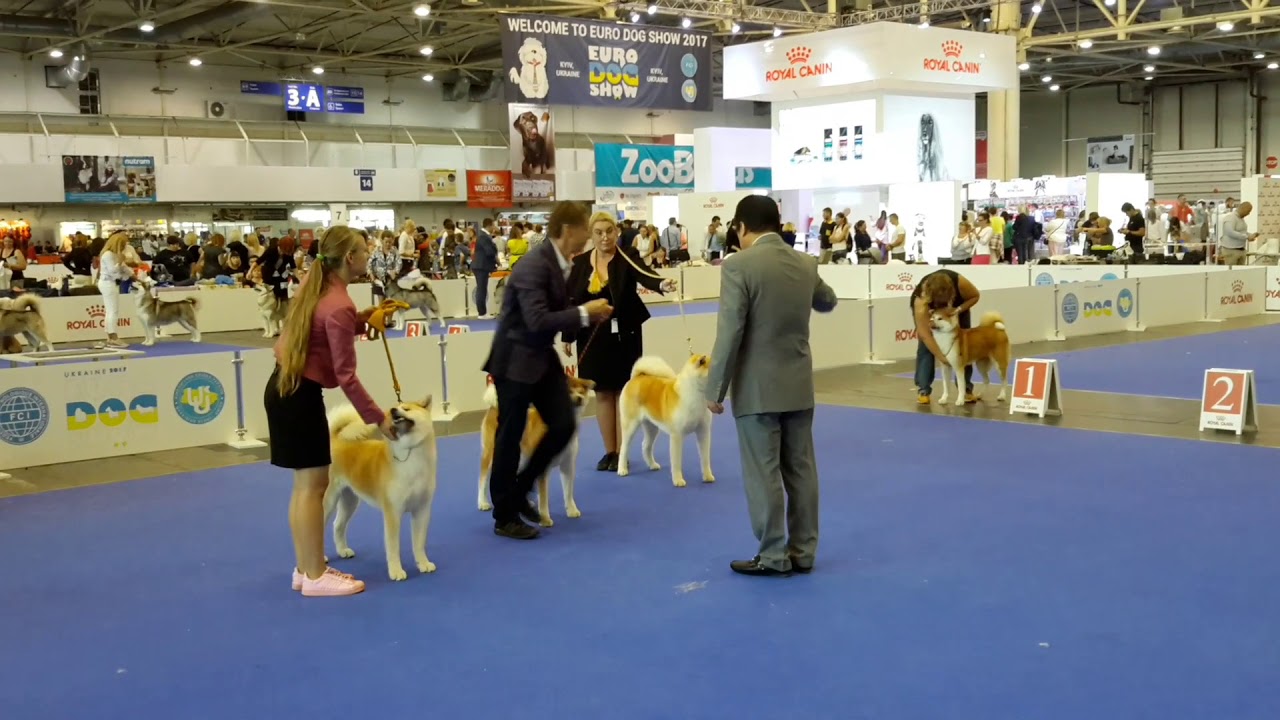 EURO DOG SHOW 2017 FEMALE: COMPARISON CACIB