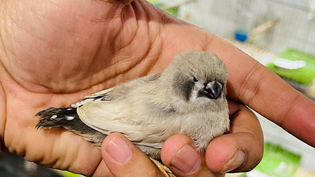 Zebra finch breeding setup|| Gouldian finch breeding setup