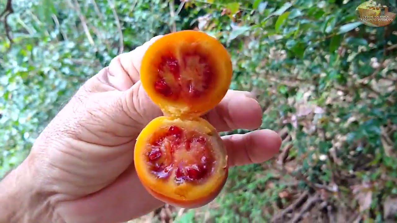 COLHEITAS DE TAMARILLO - ABIU - CHUCHU - QUIABO - BANANA E AINDA FEZ ALMOÇO - VIDA