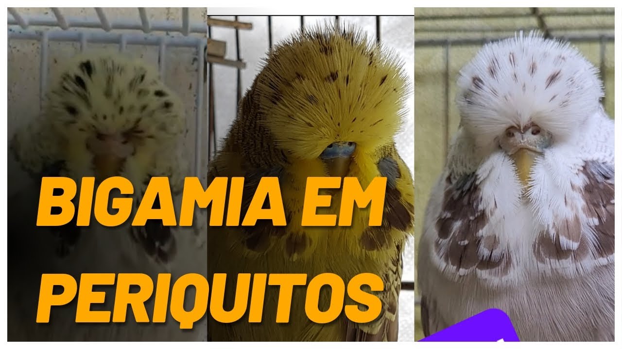 BIGAMIA EM PERIQUITOS! COMO E PORQUE EU FIZ.