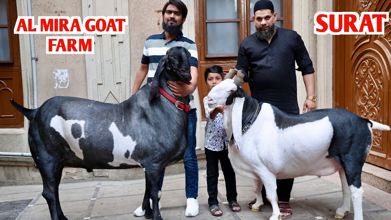 Al Mira Goat Farm Ke Bade Bakre Palai In Surat