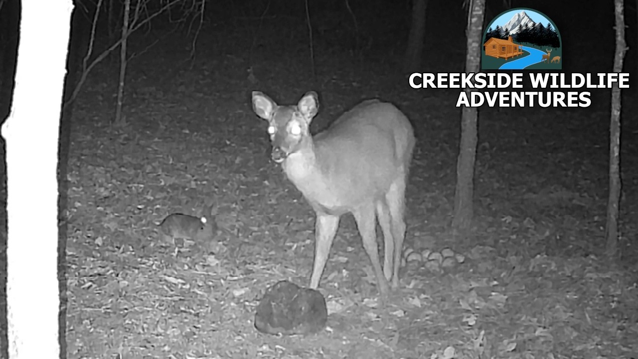 Baby Deer And Rabbit Friends Hanging Out On Trailcam!