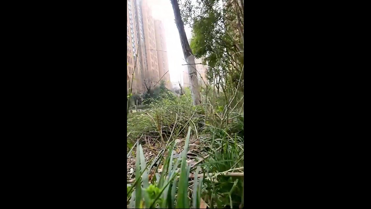 See the World Through a Cat's Eyes | Cat POV Cam Live