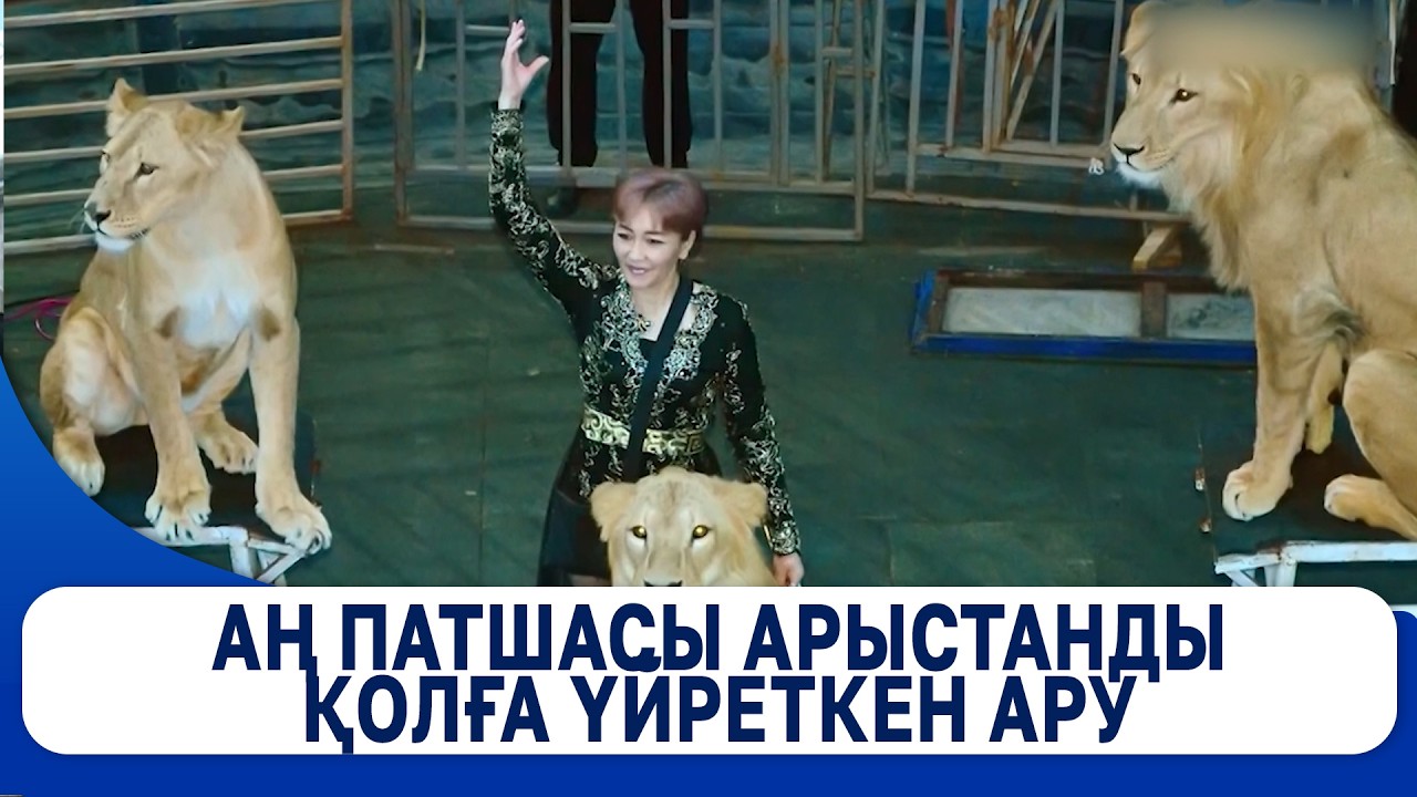 Аң патшасы арыстанды қолға үйреткен ару
