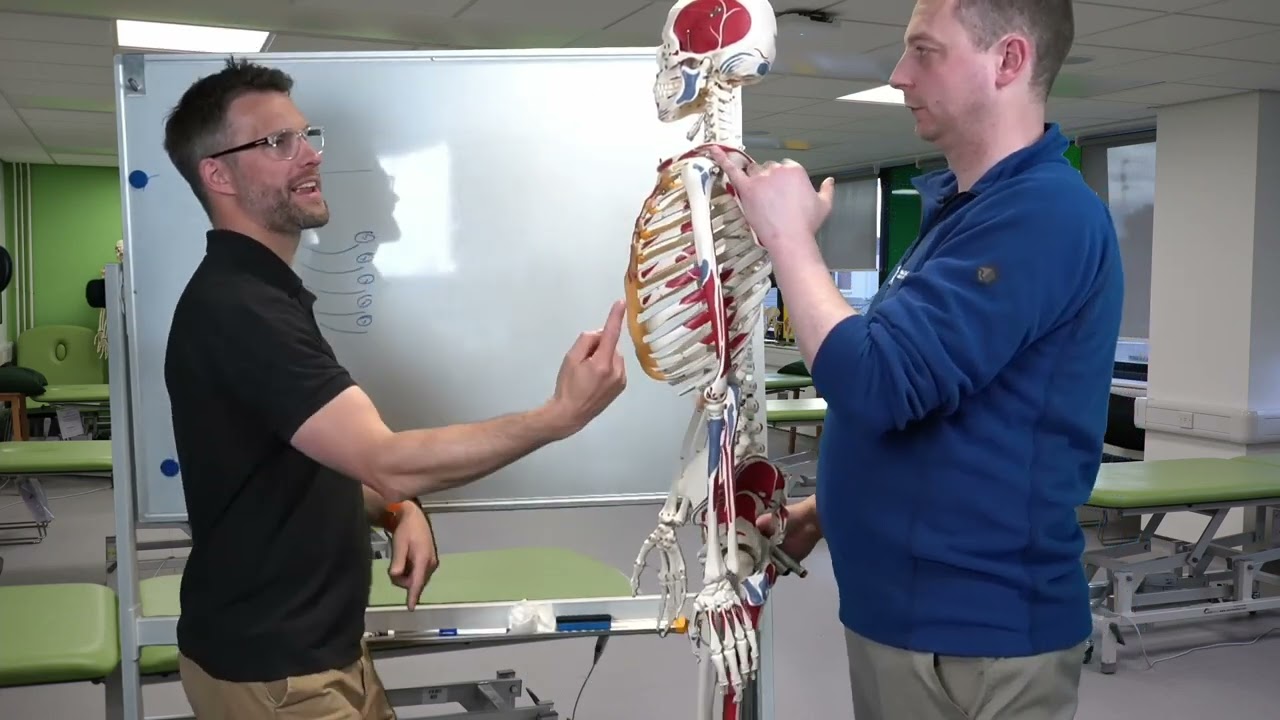 Shoulder Structure to Function