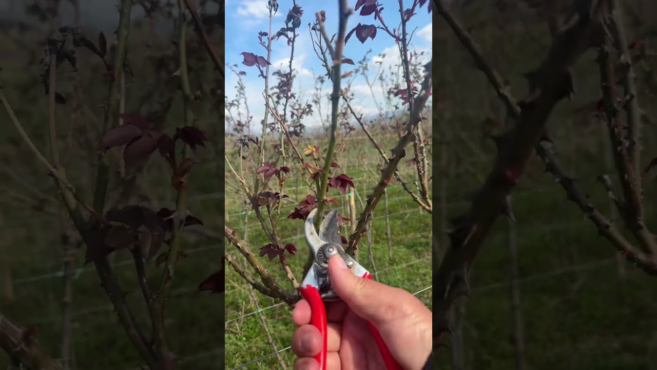 Pruning roses
