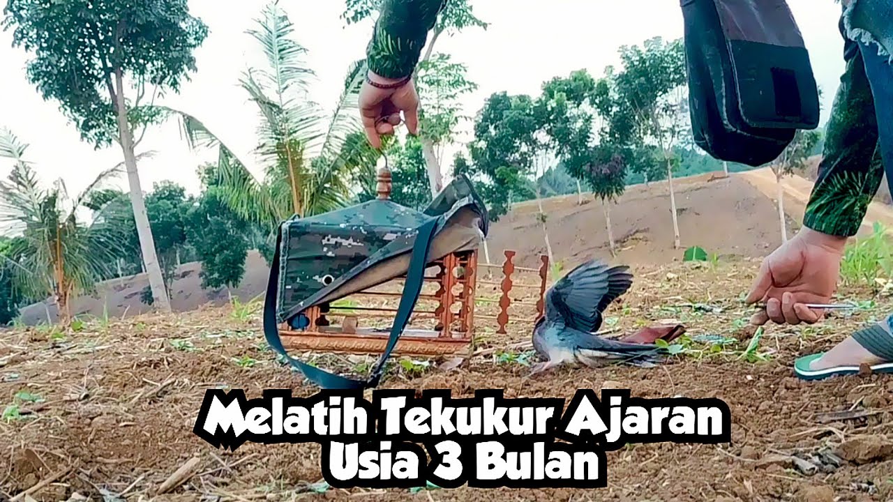 MELATIH AJARAN USIA 3 BULAN PERDANA TURUN TANAH, CERAH MASA DEPAN 🔥