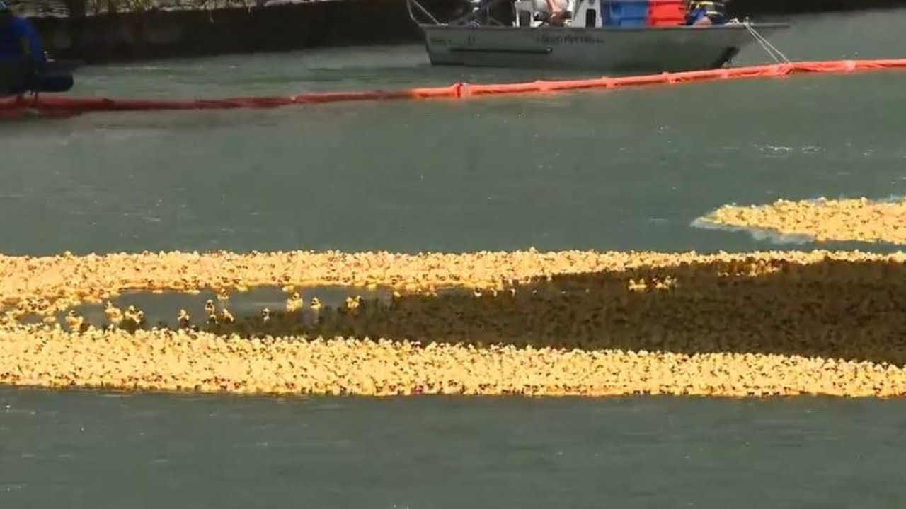 Chicago Ducky Derby: Rubber ducks race down the Chicago River