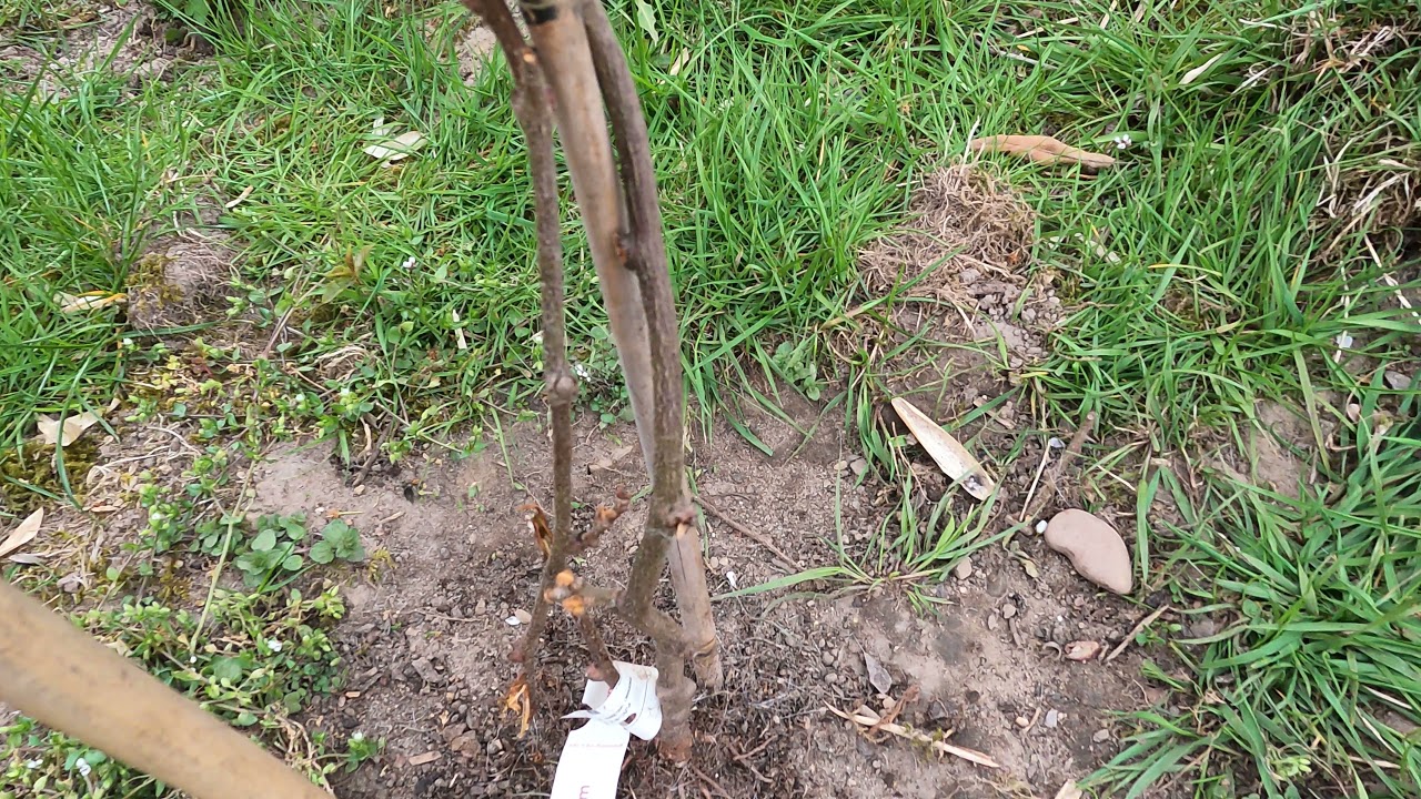 Gartenrundgang 28. April 21 - Blüten: Kirsche und Birne - Frostschäden am Pfirsich