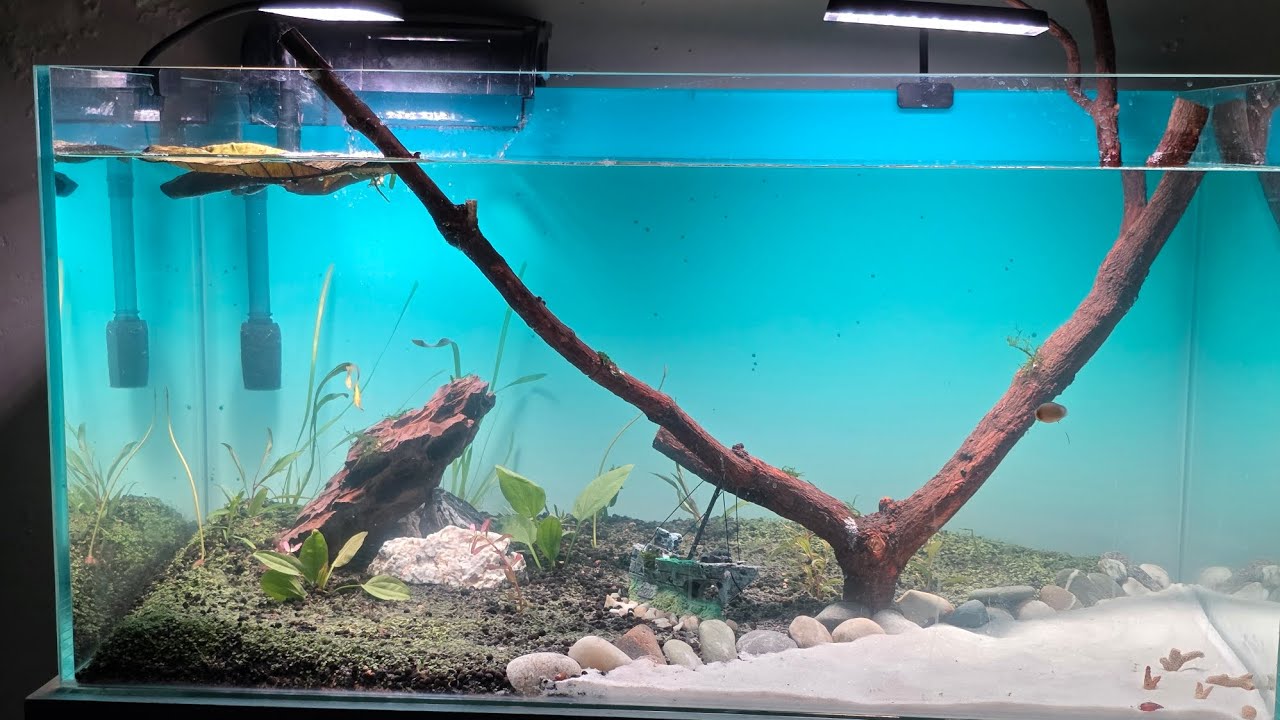 Planted Aquarium Setup Time Lapse. Planting, Water Refill & Treatments. Check out the final look! ✨