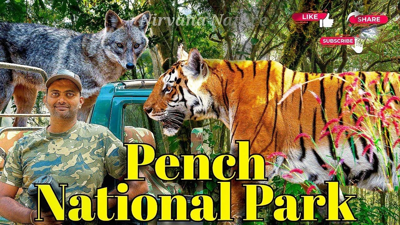 The Ultimate Pench National Park Safari Experience