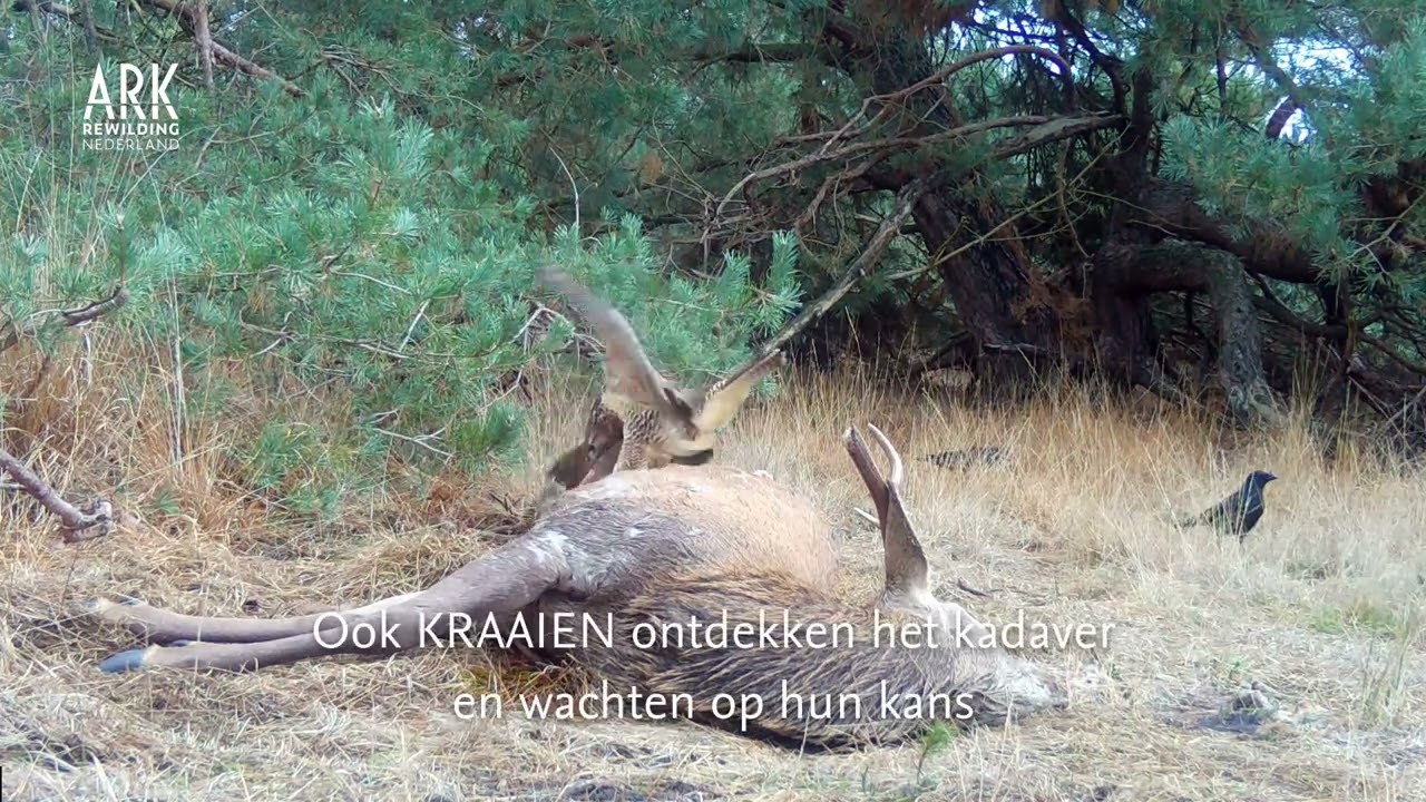 Wolven als aaseter op de Veluwe