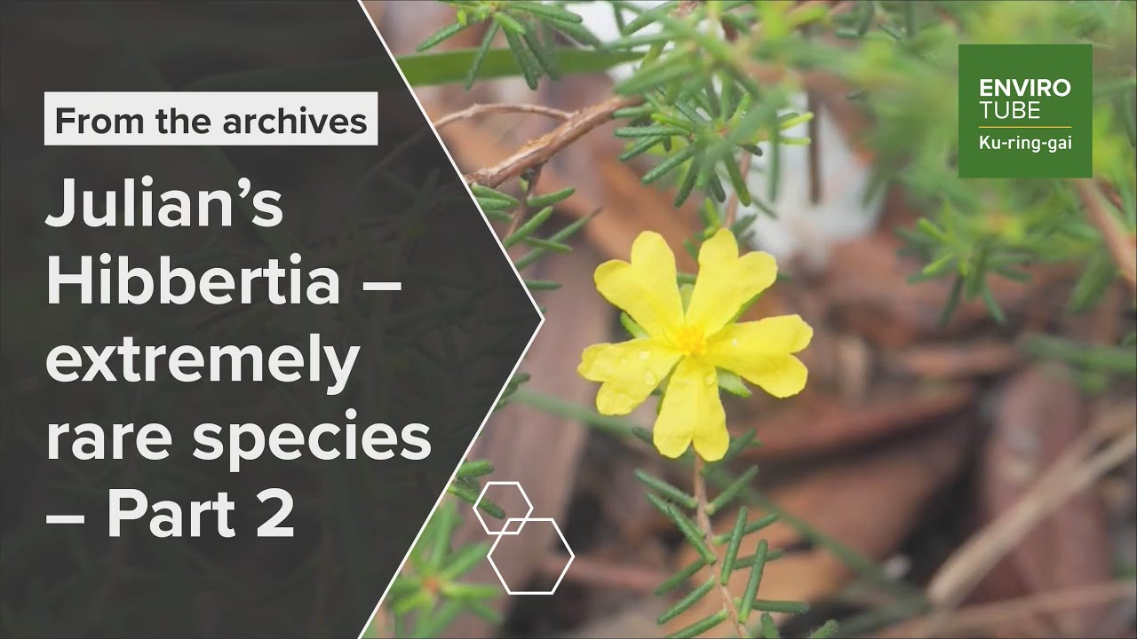 Julian's Hibbertia   extremely rare species   Part 2