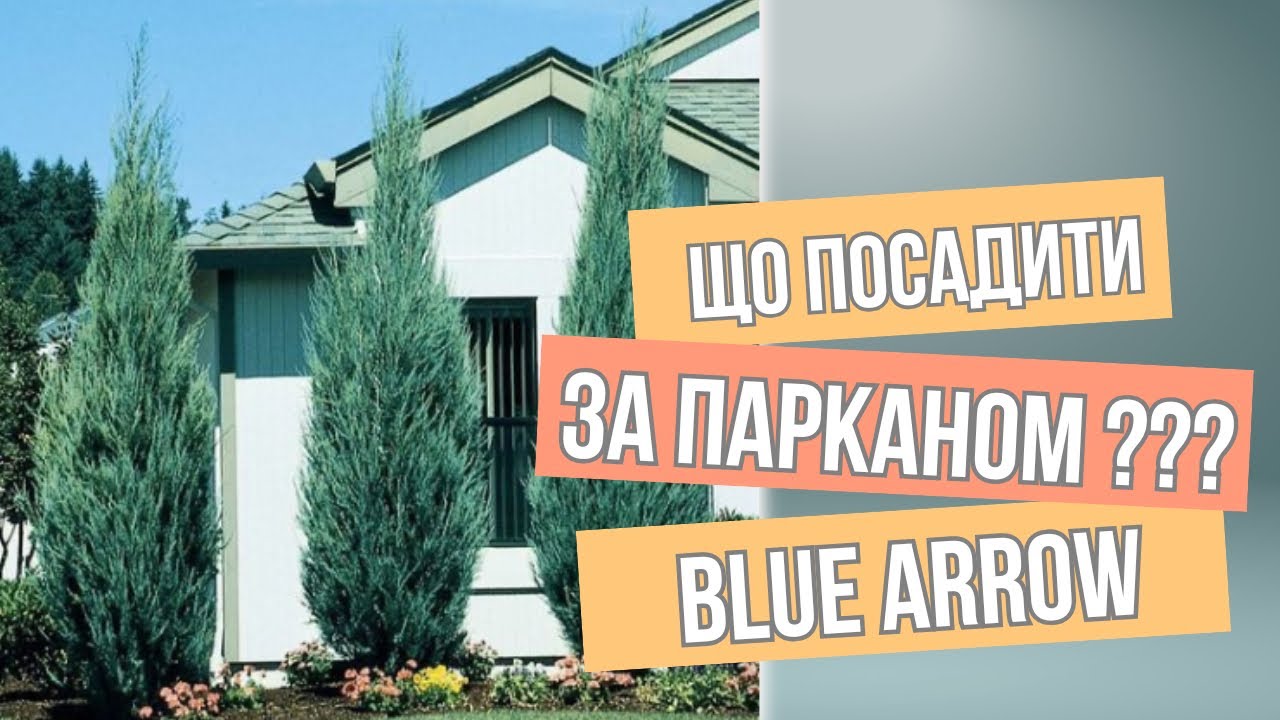 Чому ЯЛІВЕЦЬ треба ПОСАДИТИ ЗА ПАРКАНОМ ? Blue Arrow / Блю ероу