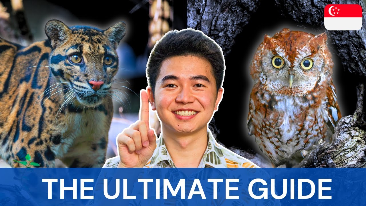 The ULTIMATE Guide to Night Safari Singapore