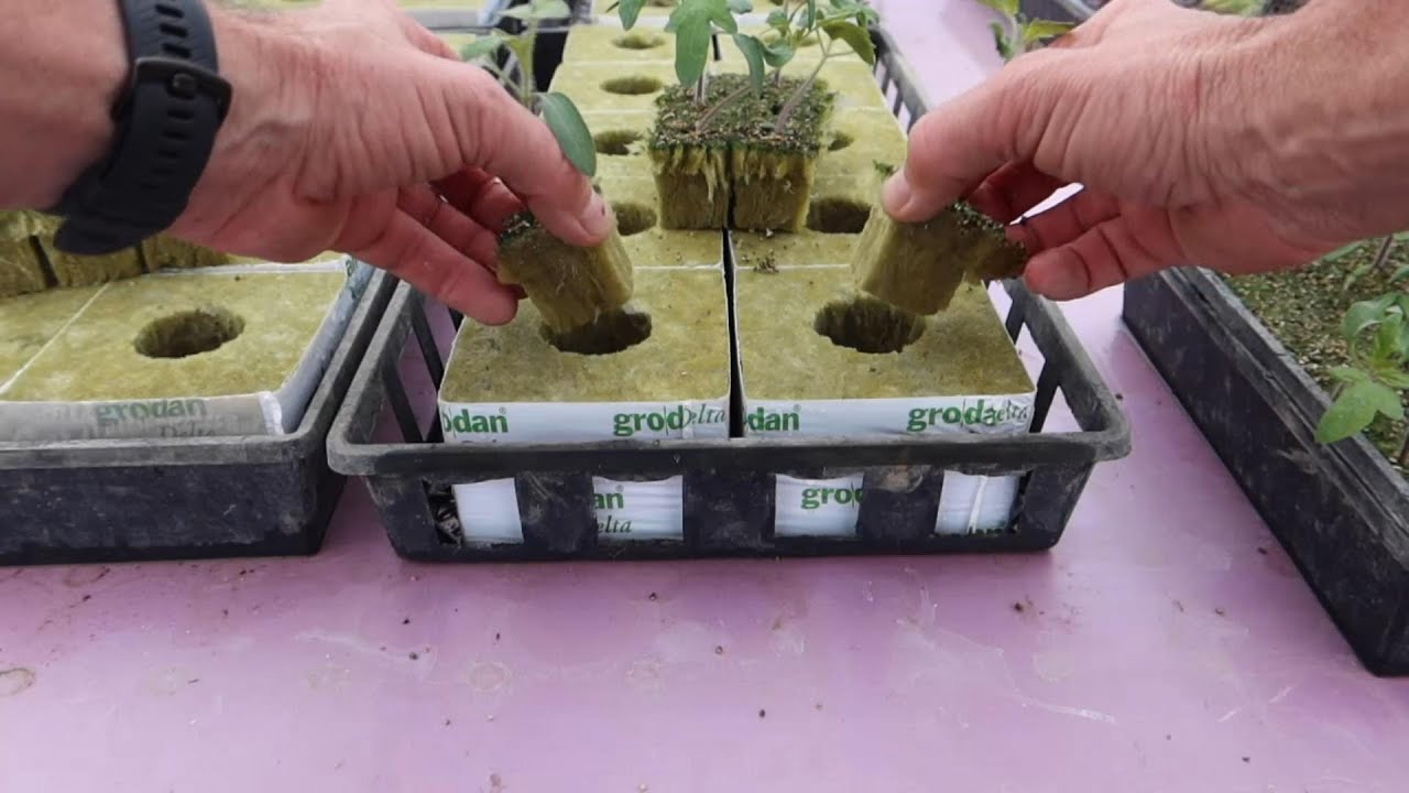 Hydroponic Tomato Planting and Greenhouse Prep