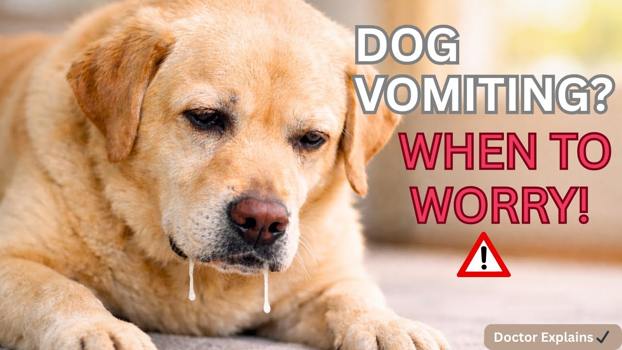 Dog Vomiting: When to Worry? | Vet Explains