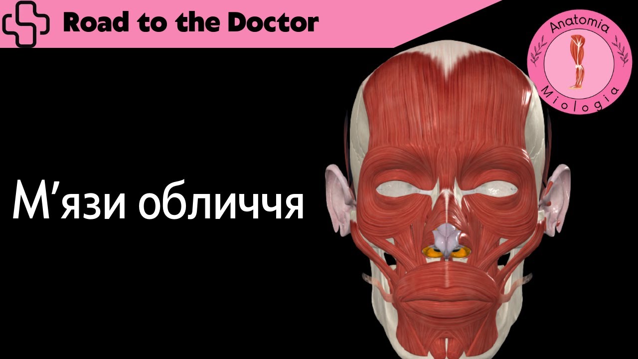Мʼязи обличчя (початок, прикріплення, функція, іннервація)