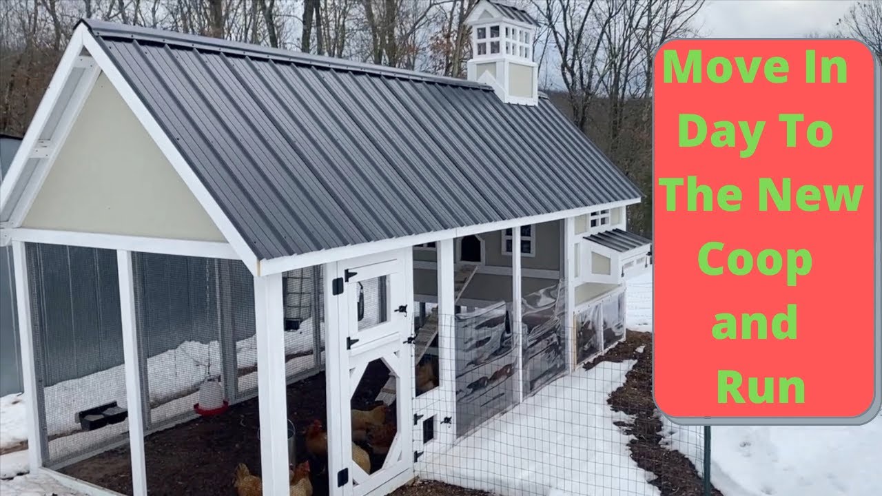 Move In Day to the New Coop and Run