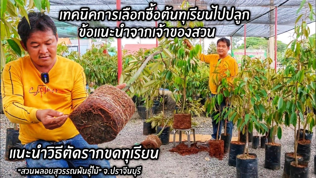 เทคนิคการเลือกซื้อต้นทุเรียนไปปลูก และแนะนำวิธีตัดรากขดทุเรียน 