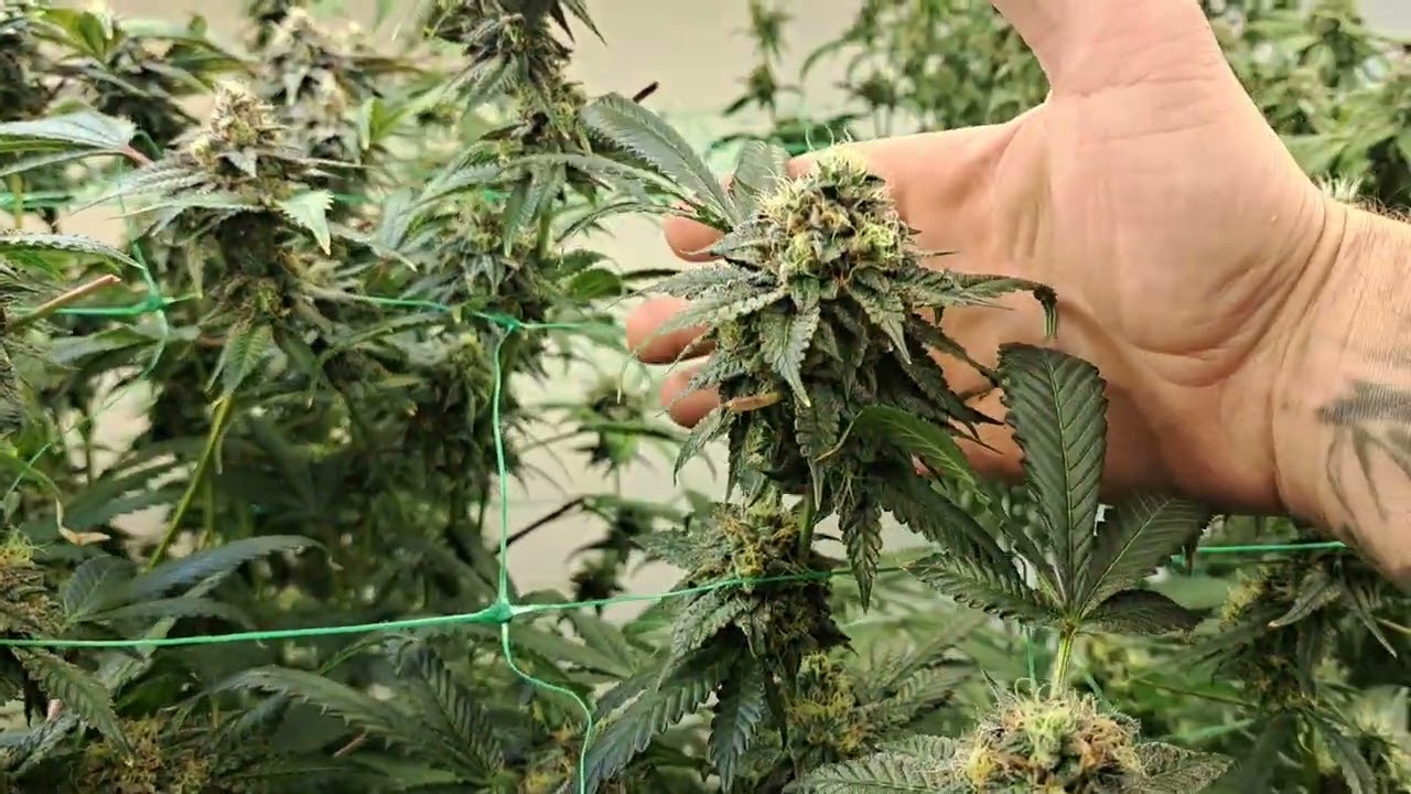 flower update day 52
