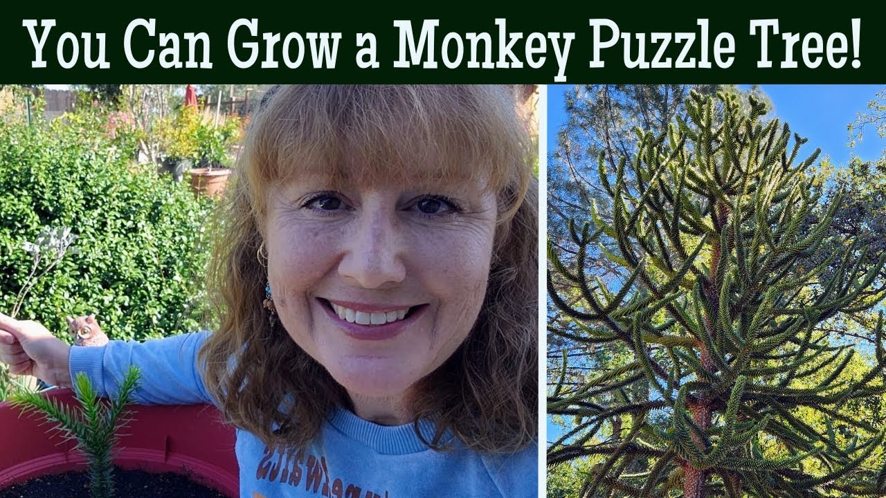 You Can Grow a MONKEY PUZZLE Tree! An UNUSUAL Endangered Nut Tree to Grow!