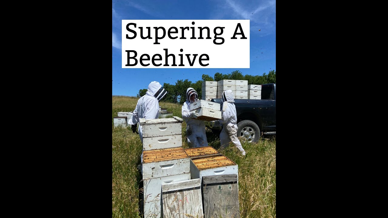 How It's Made: Honey Series Part 3- Supering
