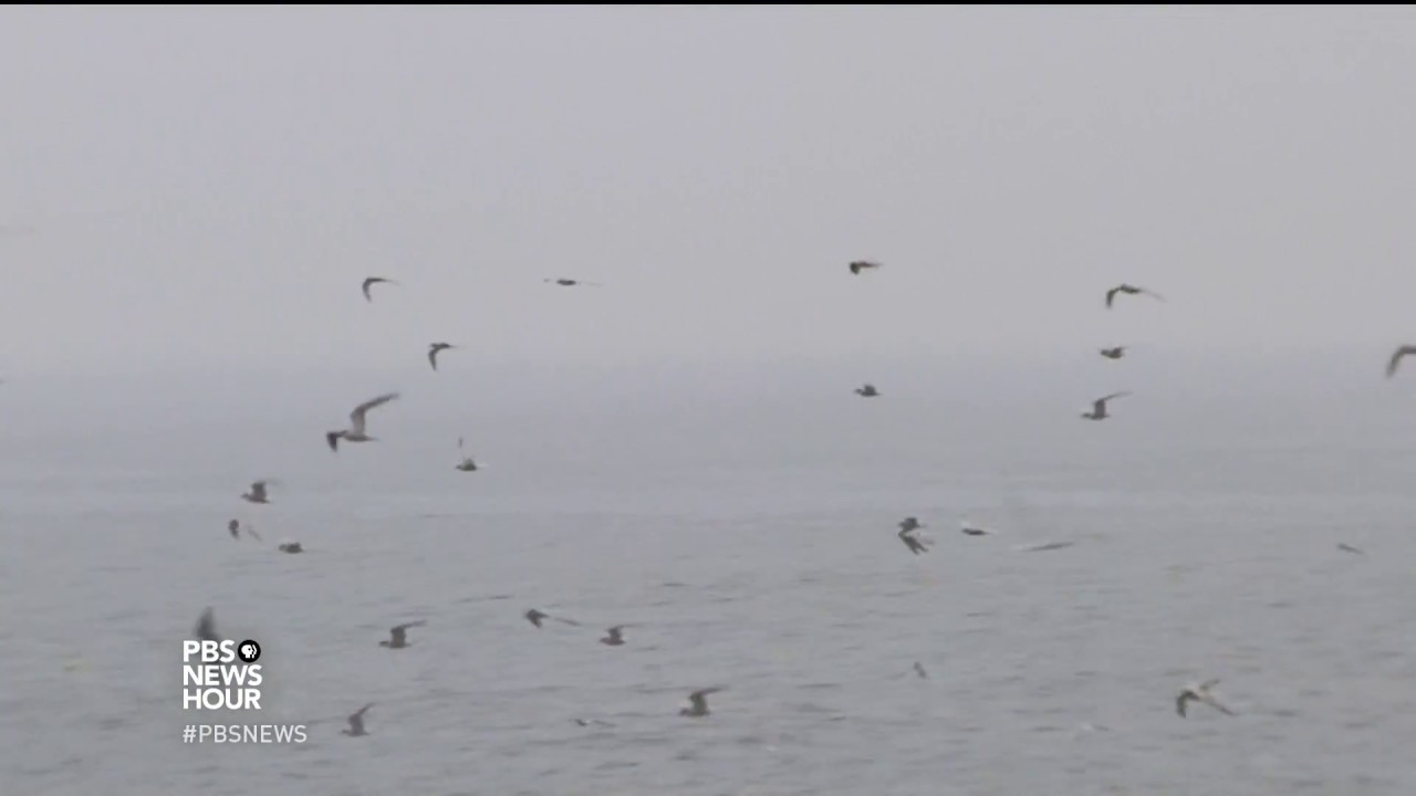 A summer colony where seabirds and science nest