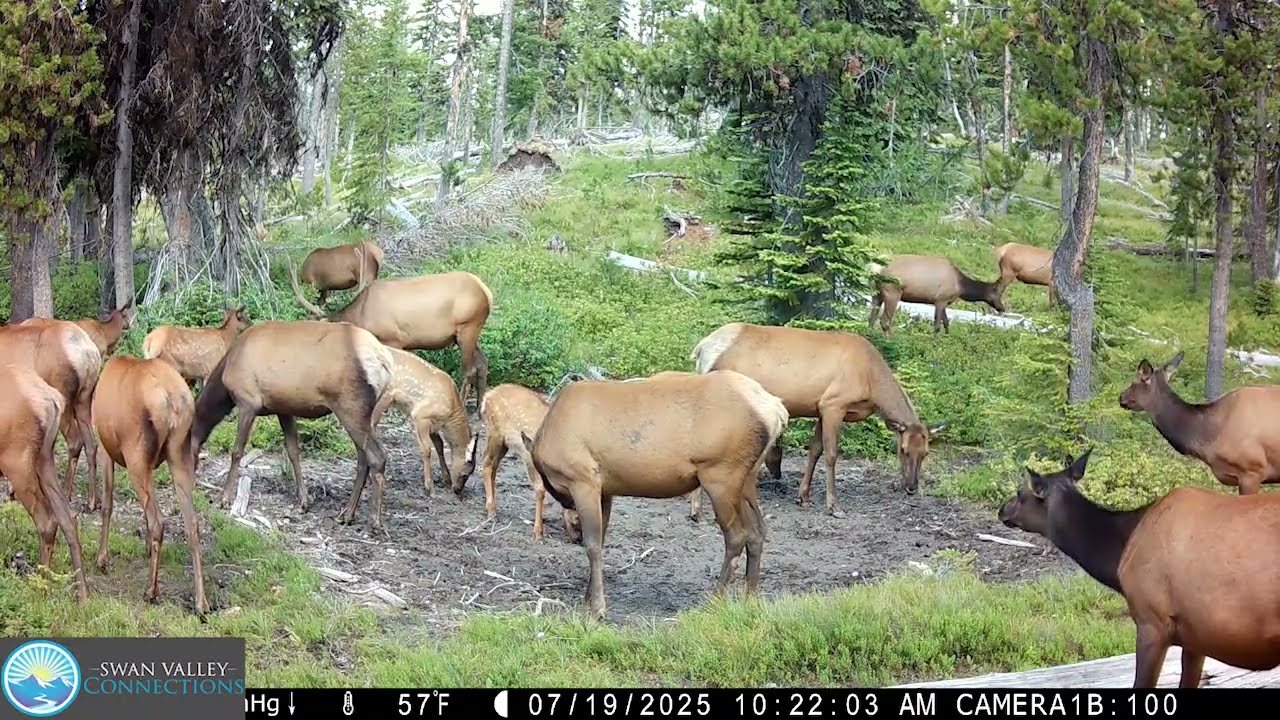 2025 Ungulate Compilation