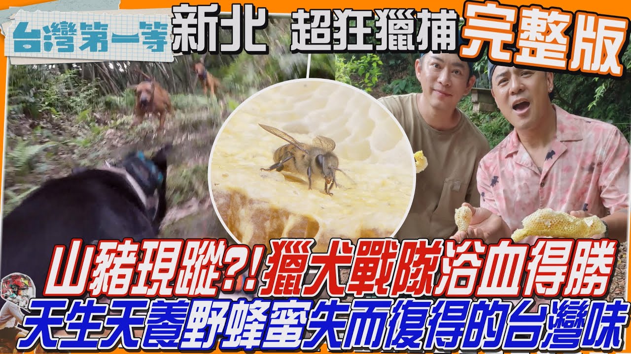 [全新] 新北【山豬現蹤?!全體總動員 