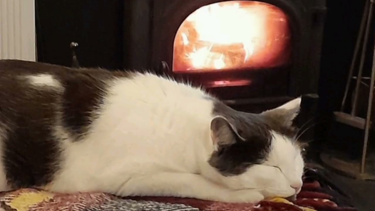 Cat Purring And Fireplace ASMR Ambiance