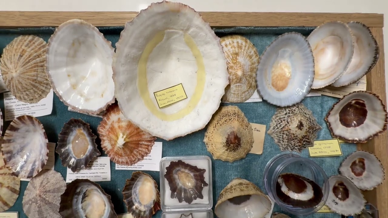 My seashell collection museum Video 11: Limpets - Patellidae, Fissurellidae, Acmeaidae etc