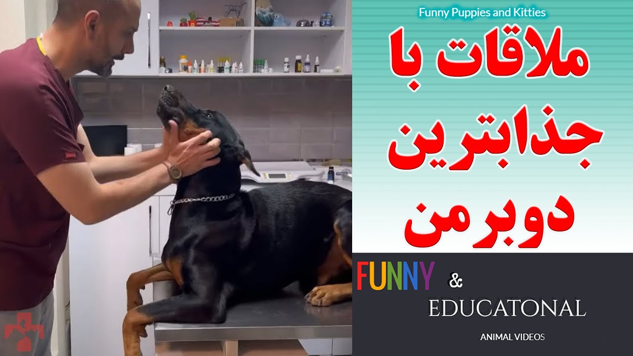 ملاقات با جذابترین دوبرمن دنیا  این بچه بینظیر بود  اصلا دلم نیومد ویدئوشو کوتاهتر کنم