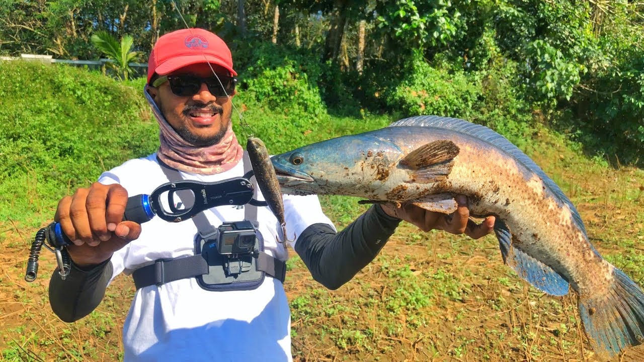 അച്ഛൻകോവിലാർ ൽനിന്ന് കിടിലൻ വാഹ പിടുത്തം | Malabar snakehead  fishing from Kerala